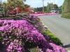 shashinn0411 011.jpg